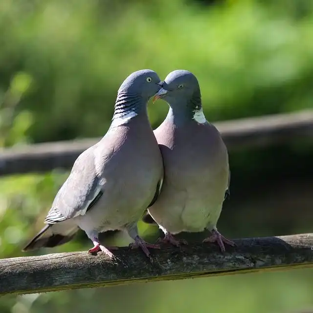 Dream Image for Cooing Of Pigeons cooing-of-pigeons image